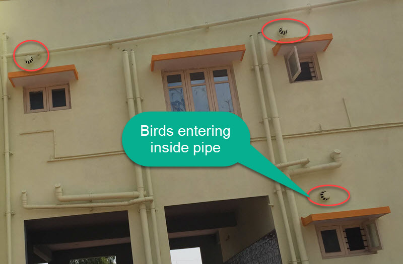 birds entering inside the exhaust pipe